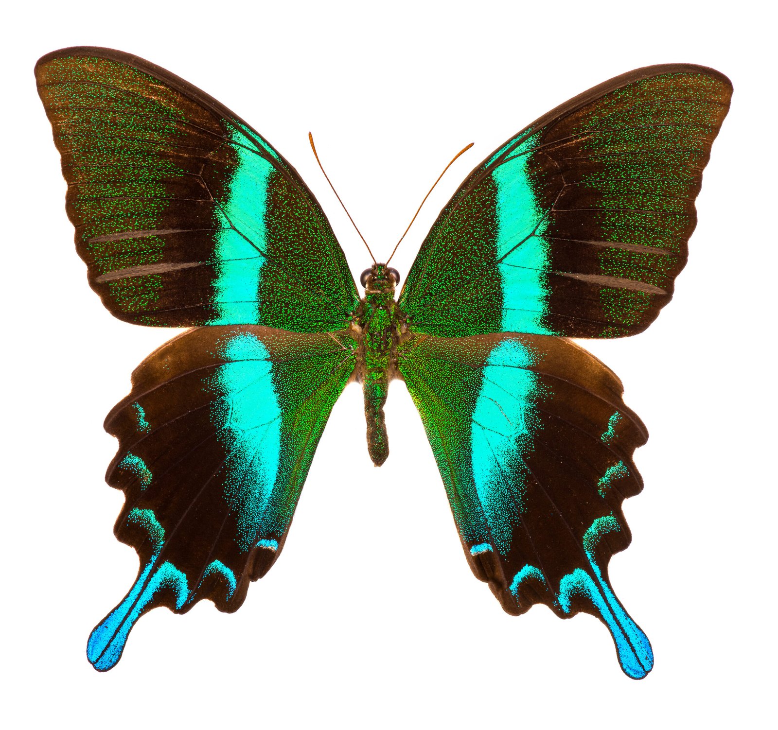 Butterfly Pinning Workshop - Image 2