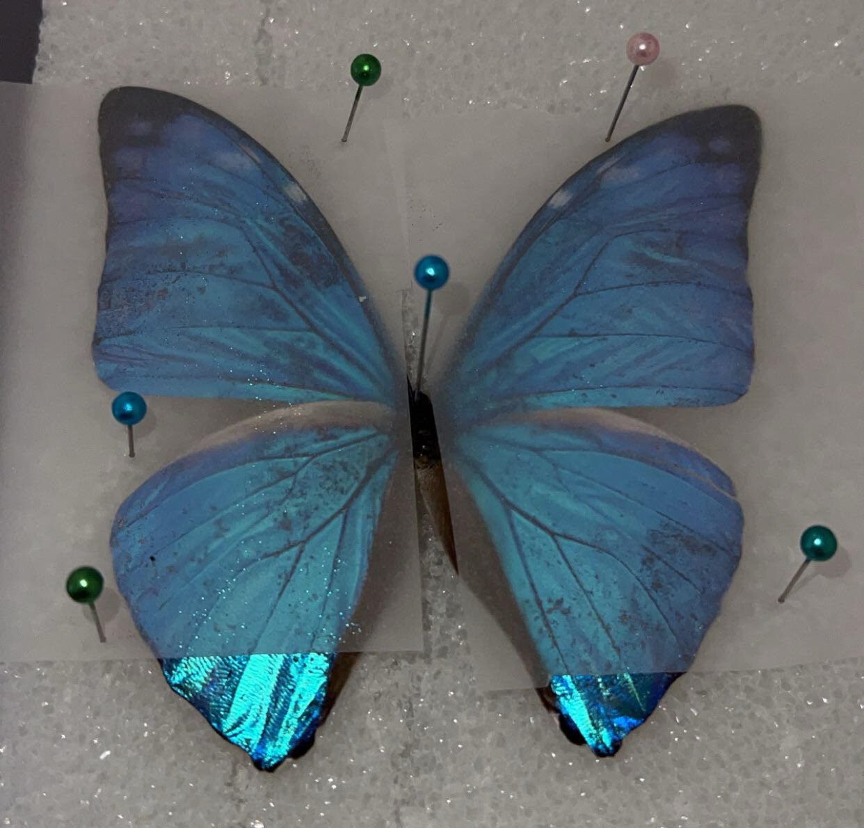Butterfly Pinning Workshop